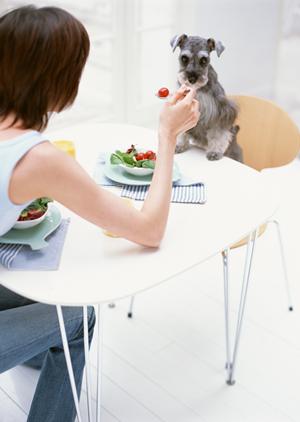 岡山県津山市発、地域に愛されるお弁当の名店「つるや」の魅力と詳細情報